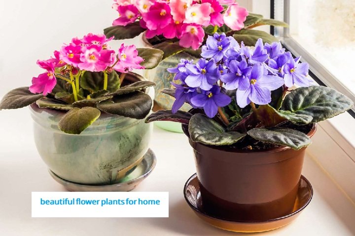beautiful flower plants for home