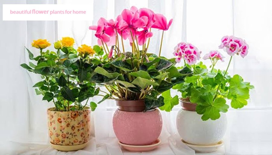 beautiful flower plants for home