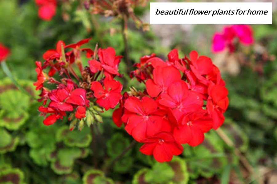 beautiful flower plants for home