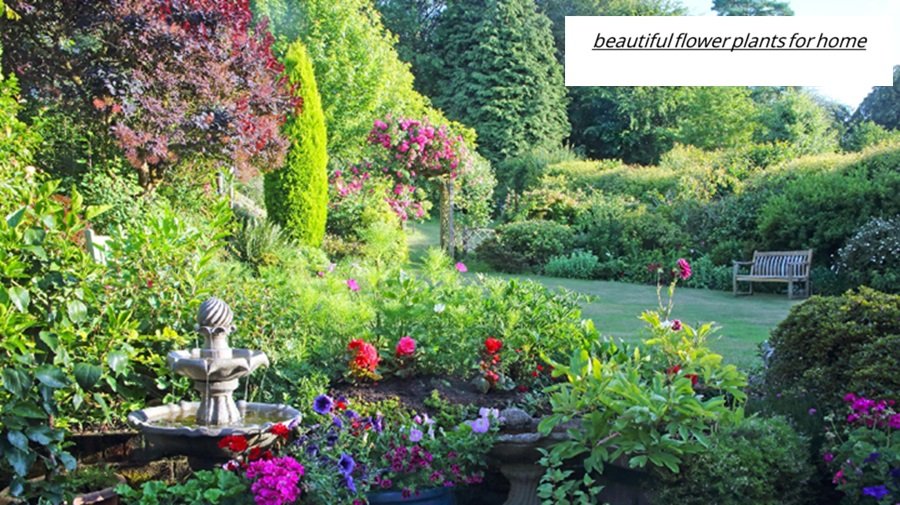 beautiful flower plants for home