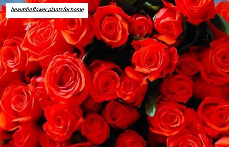 beautiful flower plants for home